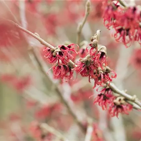 Chinesische Zaubernuss 'Brevipetala'