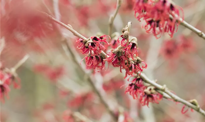 Hamamelis mollis 'Brevipetala'