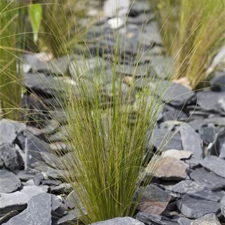 Stipa tenuissima