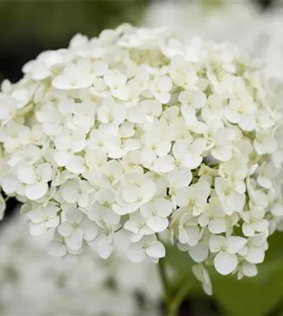 Der schöne Garten-Klassiker – die Hortensie