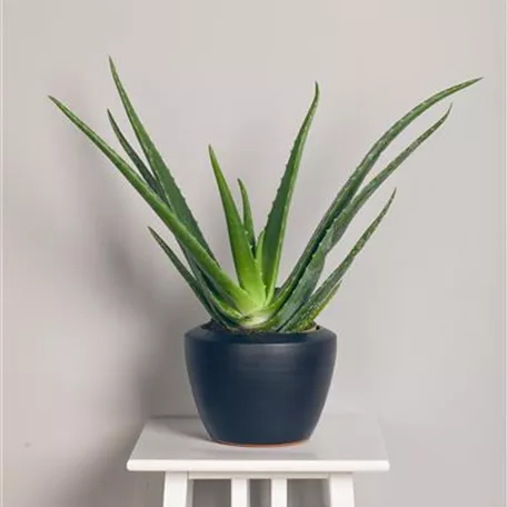 Aloe