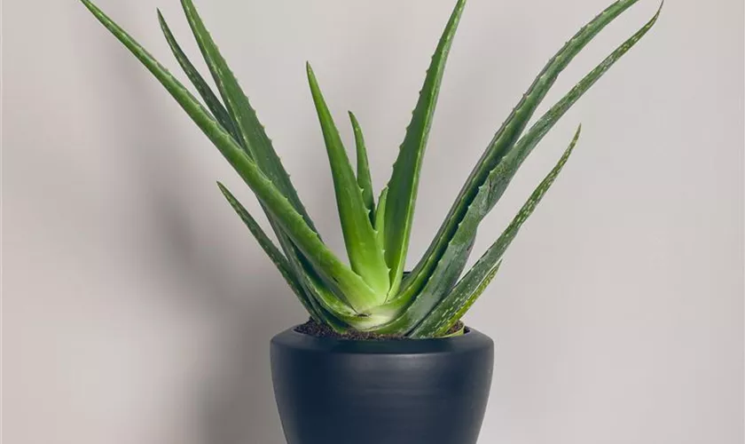 Aloe