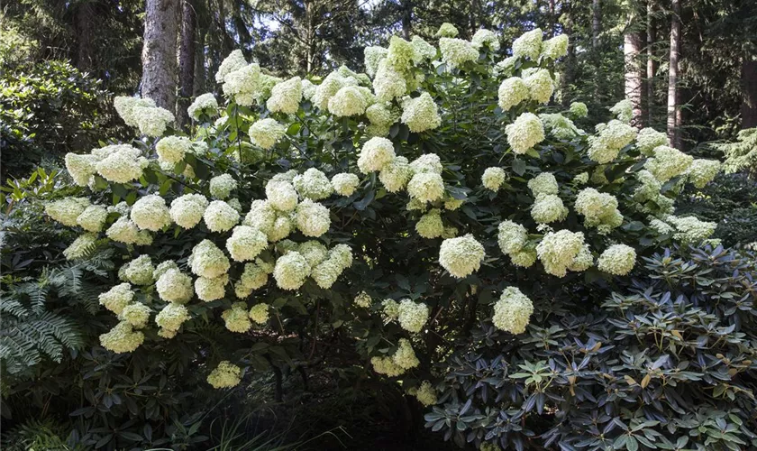 Rispenhortensie 'Phantom'