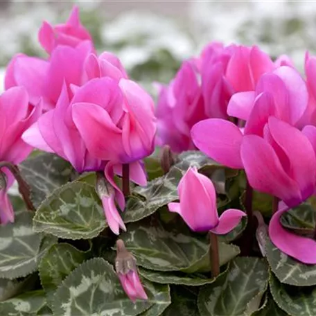 Cyclamen persicum 'Origami'®