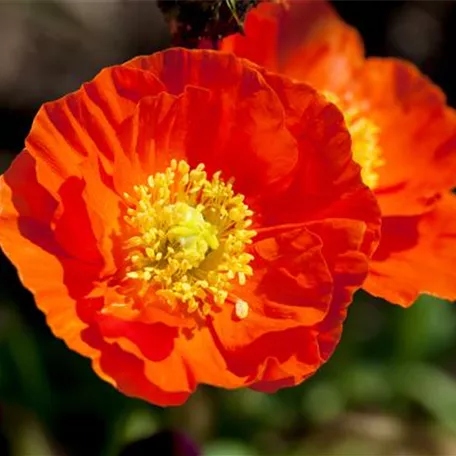 Papaver nudicaule 'Matador'