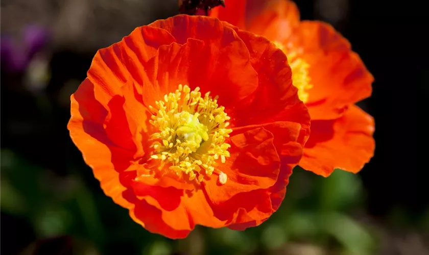 Zwergiger Garten-Mohn 'Matador'