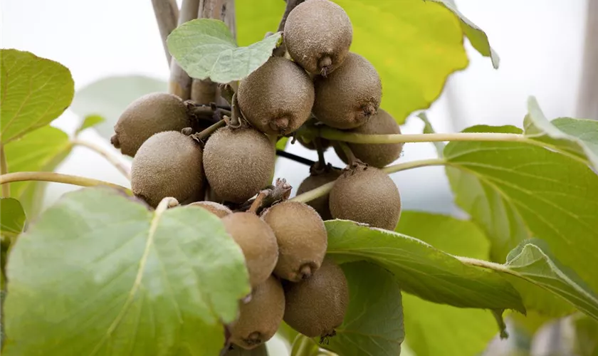 Actinidia chinensis 'Solissimo'®