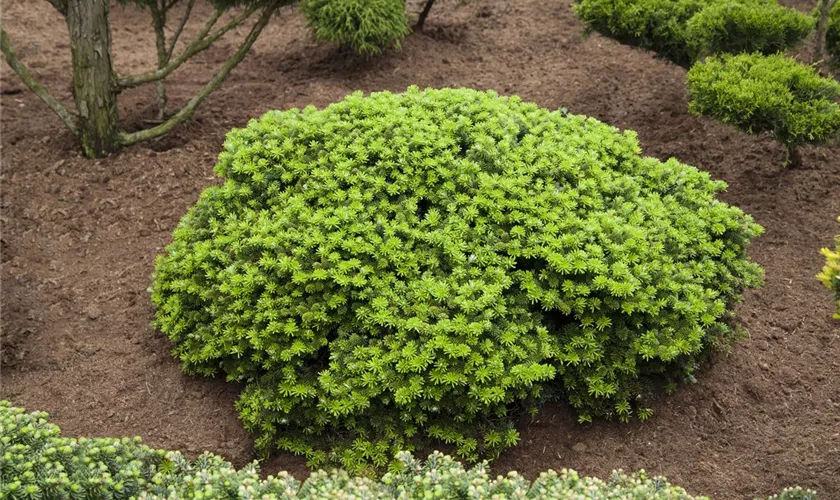 Abies koreana 'Brillant'