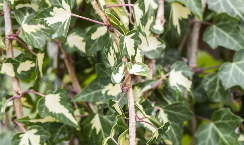 Hedera helix 'Goldheart'