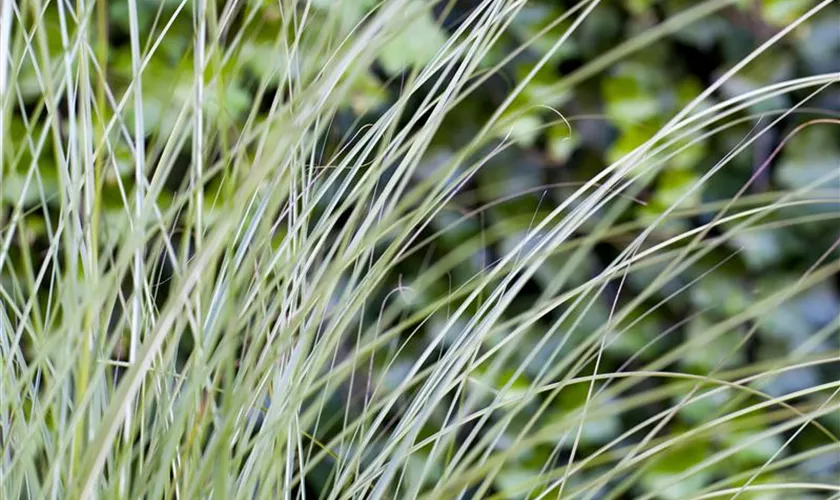 Miscanthus sinensis 'Gracillimus'