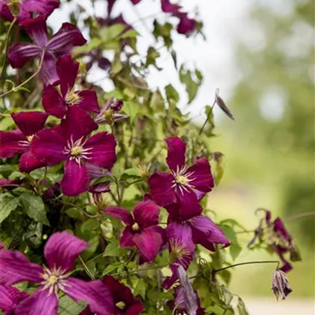 Clematis viticella 'Kermesina'