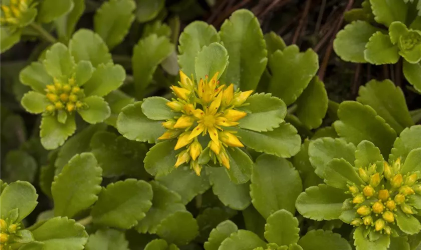 Sedum floriferum 'Weihenstephaner Gold'