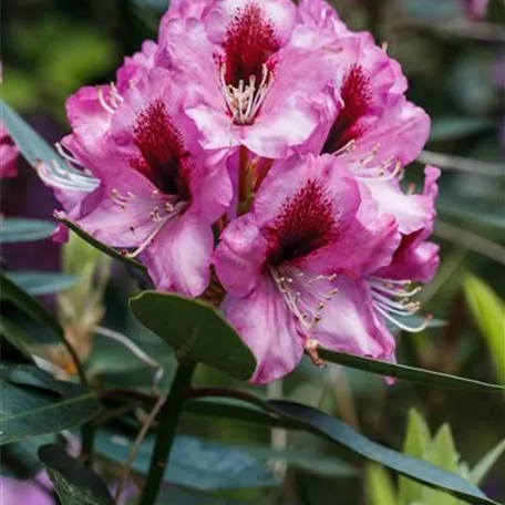 INKARHO® Rhododendron