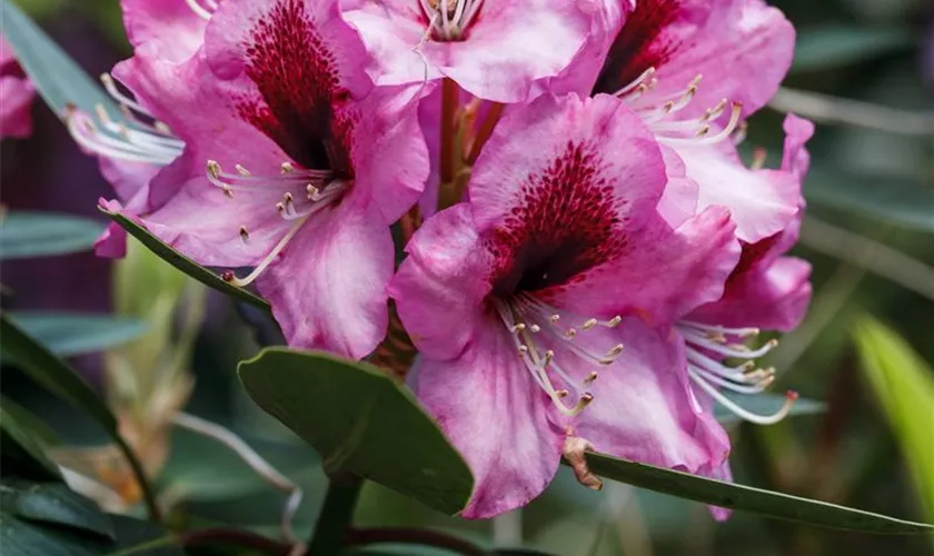 Kalktoleranter Rhododendron