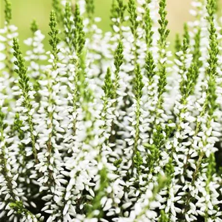 Calluna vulgaris Gardengirls®