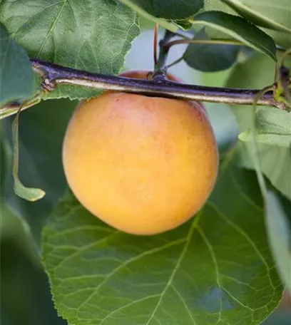 Die Früchte des Gartens gut verarbeiten