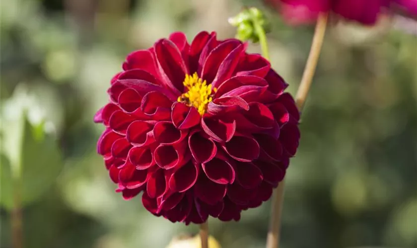 Dahlia 'Natal'