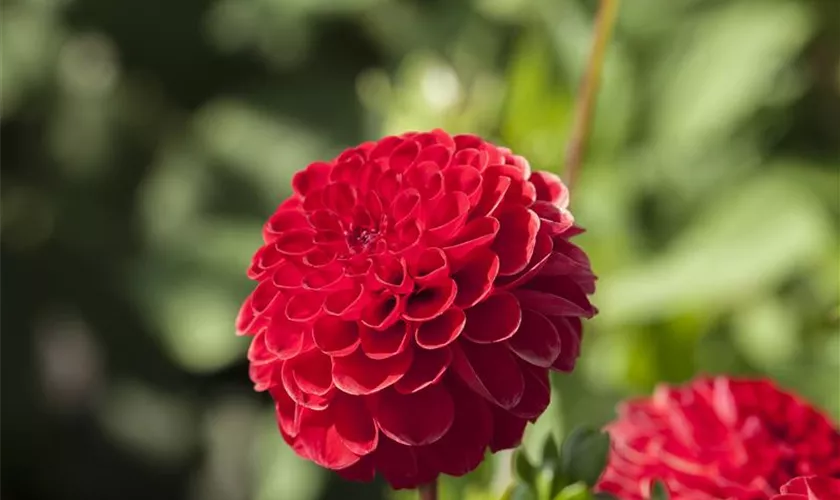 Dahlia 'Nescio'