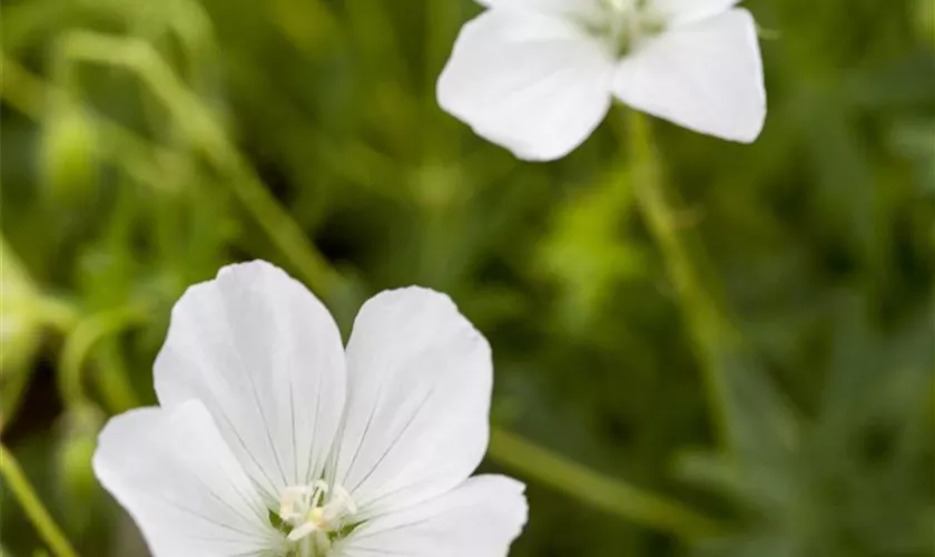 Geranium sanguineum 'Album'