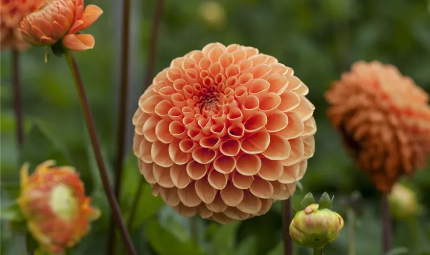 Dahlia Pompon