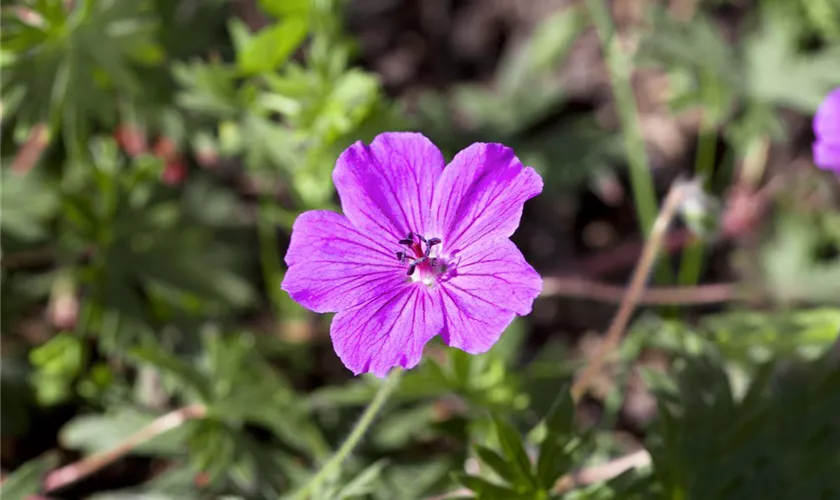 Geranium sanguineum 'Compactum'