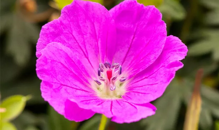 Geranium sanguineum 'Shooting Star'