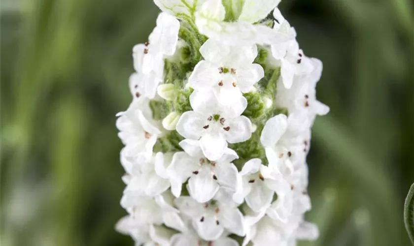 Lavandula stoechas, weiß