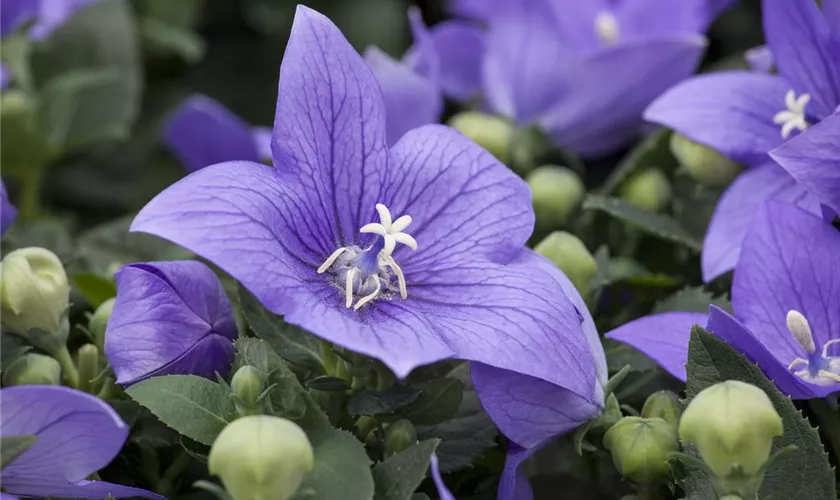 Platycodon grandiflorus