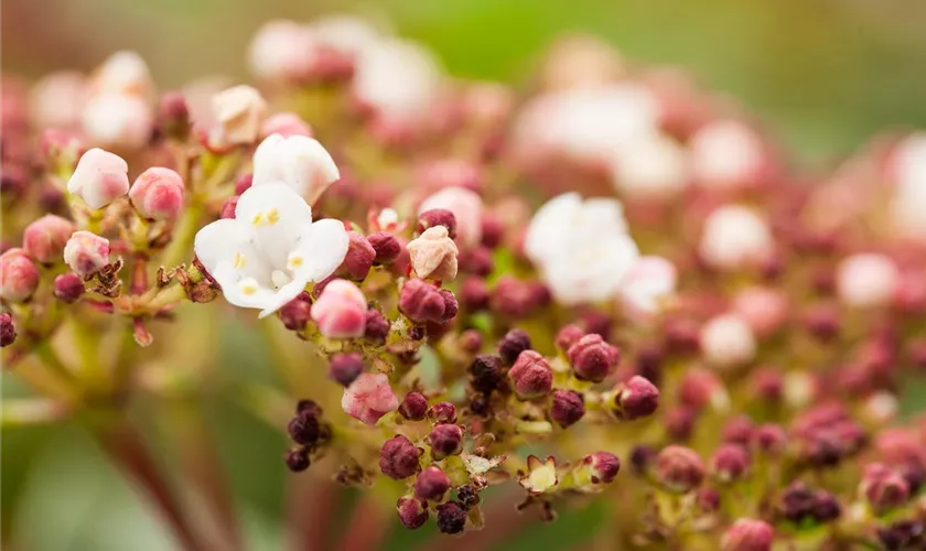 Viburnum tinus 'Purpurea'