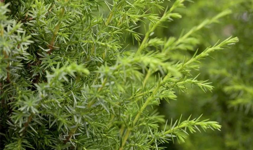 Juniperus communis 'Bruns'