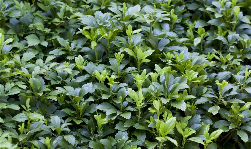 Pachysandra terminalis 'Green Carpet'®