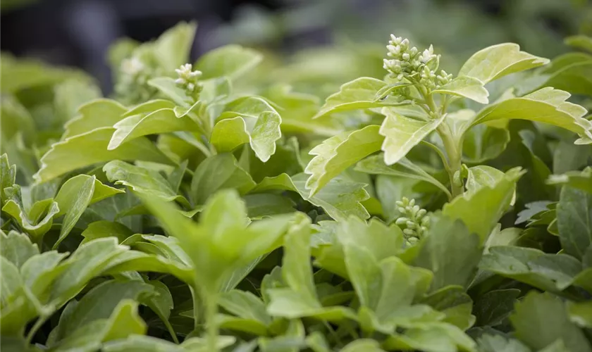 Pachysandra terminalis 'Green Sheen'®