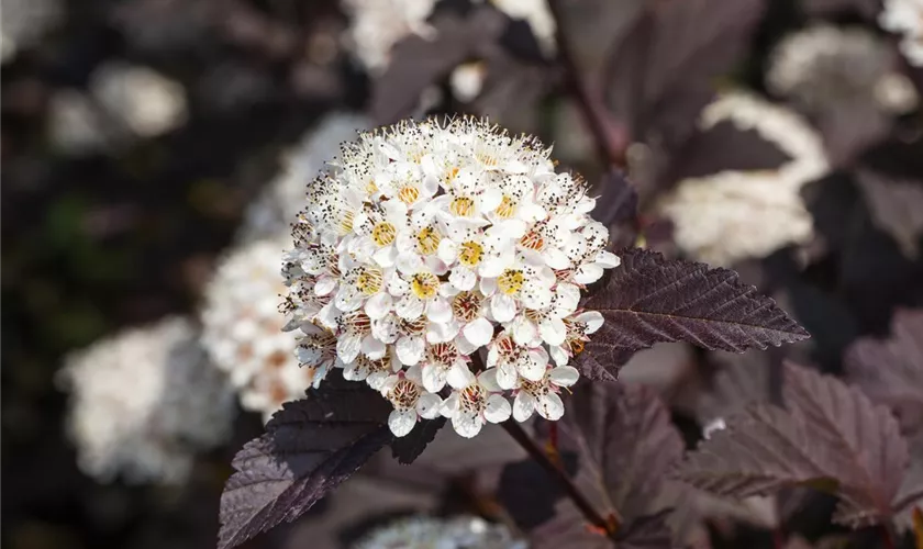 Physocarpus opulifolius 'Summer Wine'®