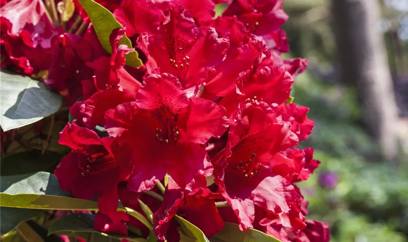 Rhododendron-Hybride 'Rabatz'®