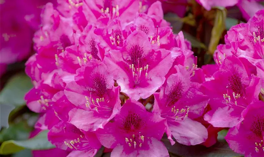 Rhododendron 'Nova Zembla'