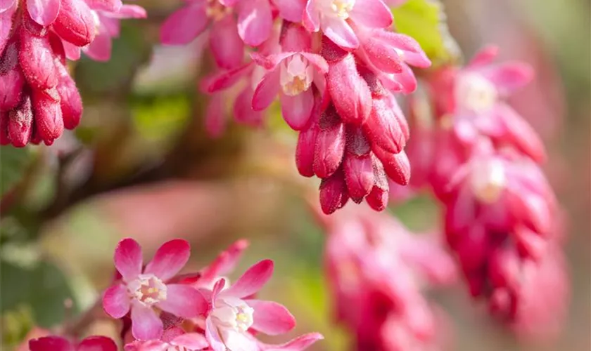 Ribes sanguineum