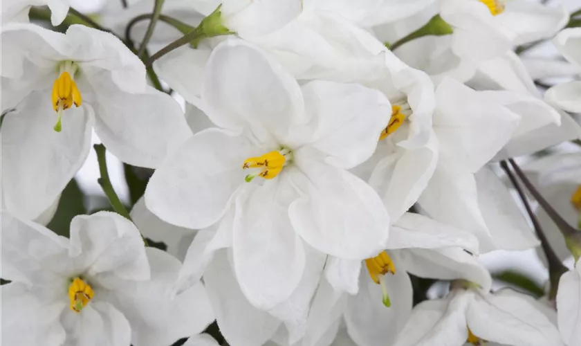 Solanum jasminoides Säule