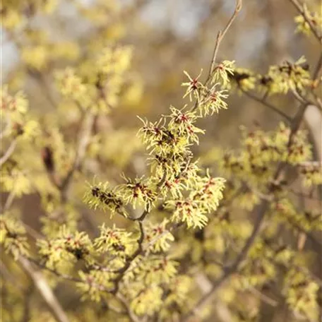 Hybrid-Zaubernuss 'Allgold'