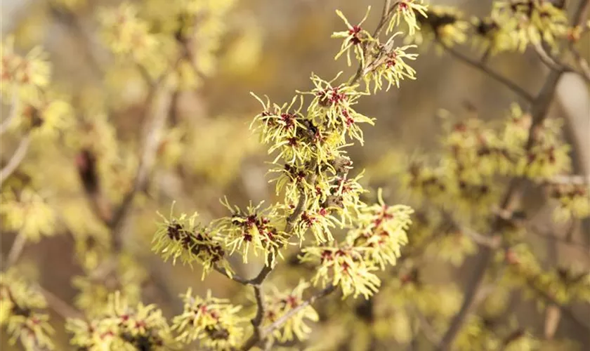 Hamamelis x intermedia 'Allgold'