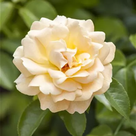 Rosa 'Hansa Park'®