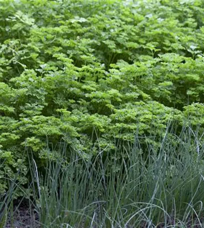 Kräuter im eigenen Garten: Anlegen des Kräutergartens