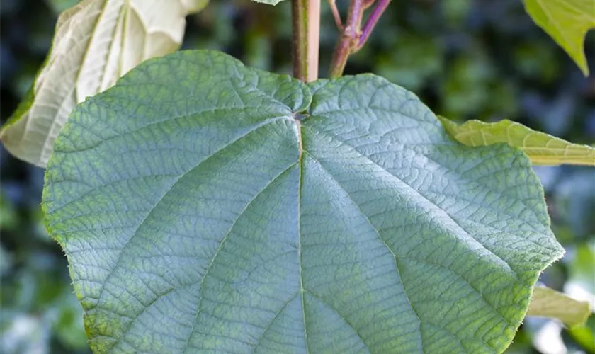 Actinidia chinensis 'Atlas'