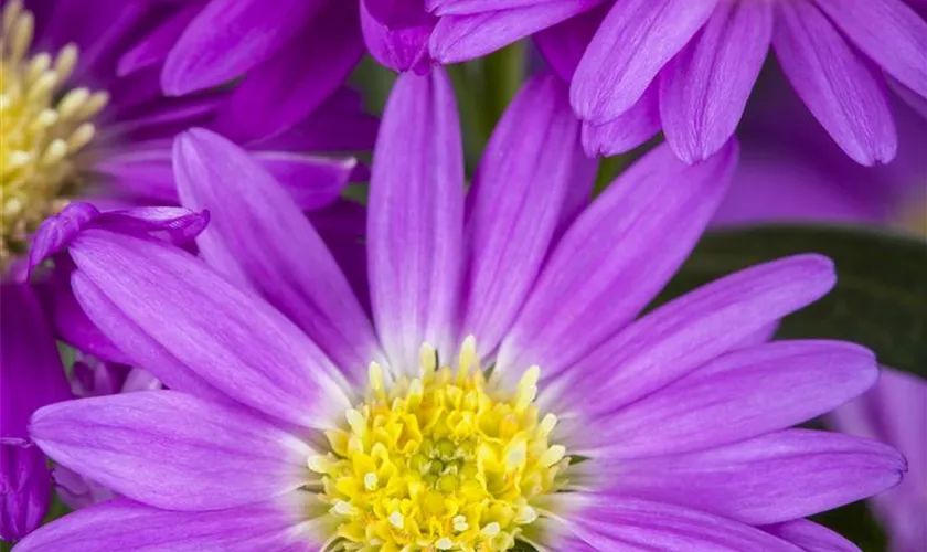 Aster