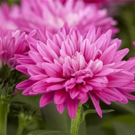 Aster dumosus 'Rose Crystal'