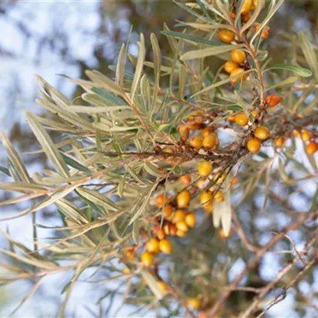 Hippophae rhamnoides 'Hergo'