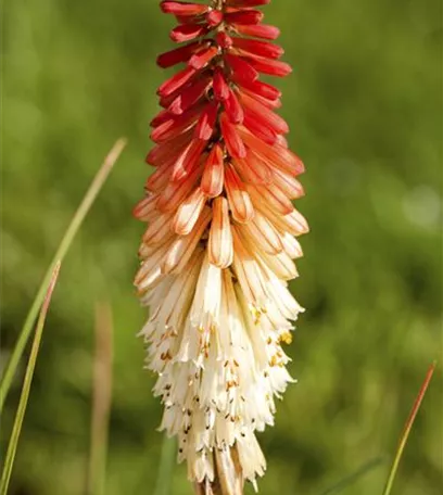 Fackellilien – ein florales Flammenmeer im Garten