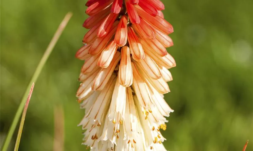 Kniphofia uvaria 'Papaya Popsicle'