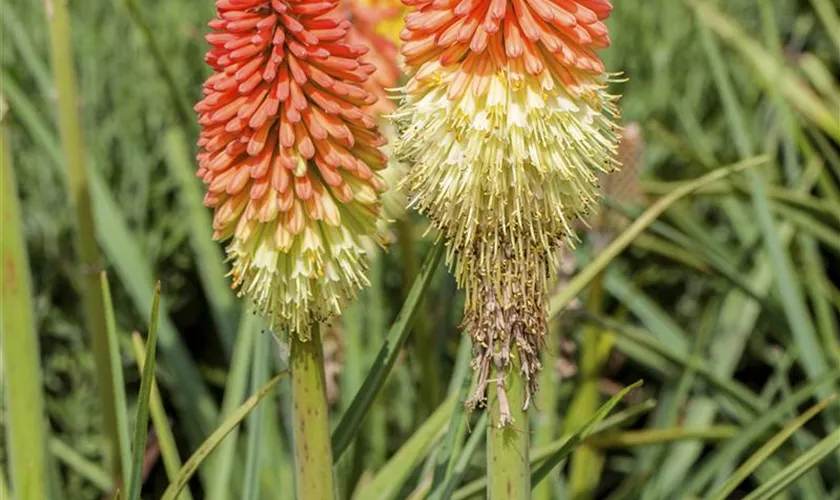 Kniphofia x praecox