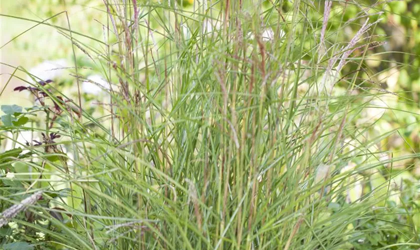 Miscanthus sinensis 'Kleine Fontäne'