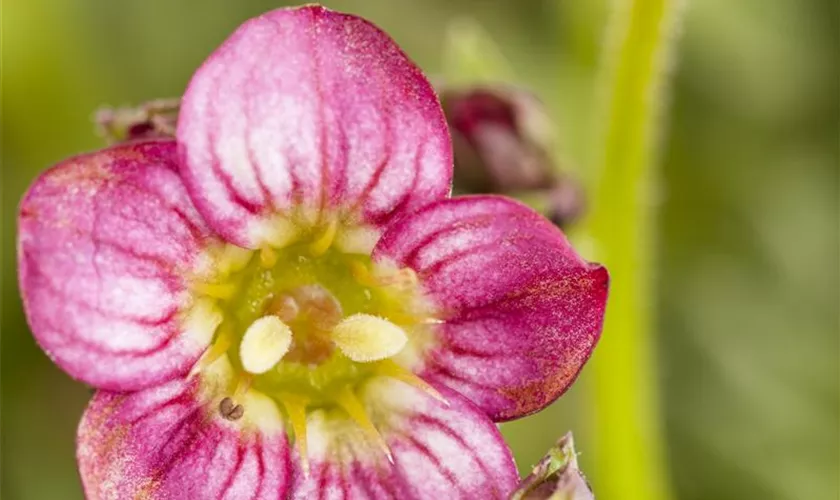 Saxifraga x arendsii 'Harder Zwerg'